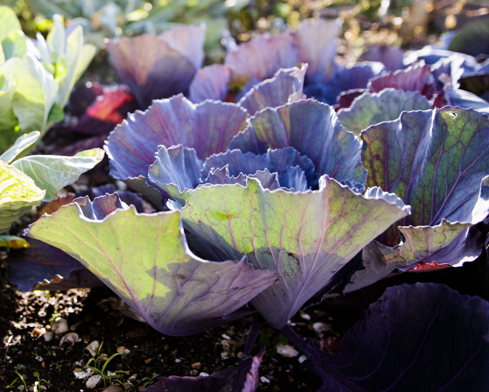 NO.gardens.epl.011417_08.JPG